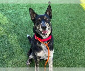 Mutt Dogs for adoption in Orange, CA, USA