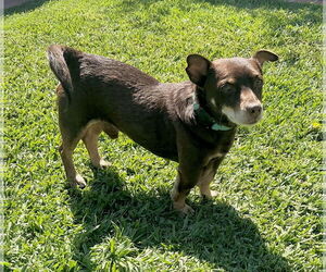 Dachshund Dogs for adoption in Menifee, CA, USA
