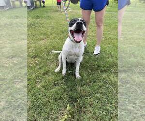 Mutt Dogs for adoption in Abbeville, LA, USA