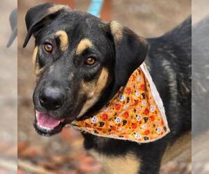 Mutt Dogs for adoption in San Diego, CA, USA