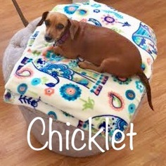 Chiweenie Dogs for adoption in Los Angeles, CA, USA
