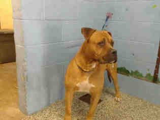 Boxer-Mastiff Mix Dogs for adoption in San Bernardino, CA, USA