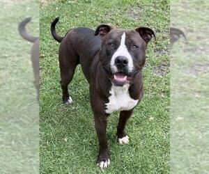 Mutt Dogs for adoption in Riverside, CA, USA