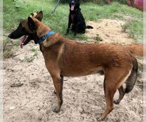 Mutt Dogs for adoption in Dunnellon, FL, USA