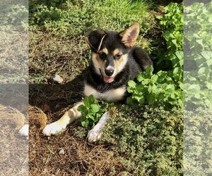 German Shepherd Dog-Shiba Inu Mix Dogs for adoption in Santa Rosa, CA, USA