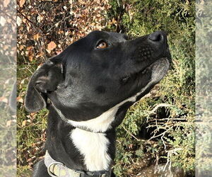 Labrador Retriever-Unknown Mix Dogs for adoption in Albuquerque, NM, USA