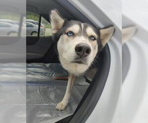 Siberian Husky Dogs for adoption in Fort Lauderdale, FL, USA