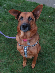 German Shepherd Dog-Unknown Mix Dogs for adoption in Tacoma, WA, USA