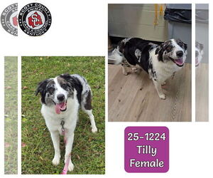 Australian Shepherd Dogs for adoption in Georgetown, KY, USA