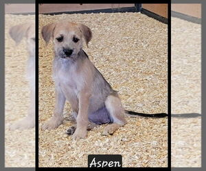 Mutt Dogs for adoption in Granbury, TX, USA