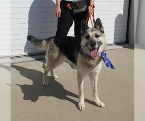German Shepherd Dog Dogs for adoption in Louisville, KY, USA