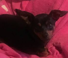 Miniature Pinscher Dogs for adoption in Lewistown, PA, USA