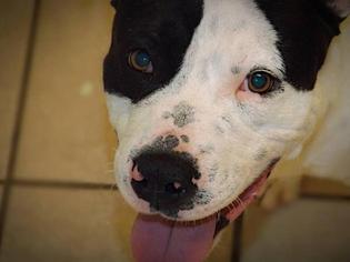 American Staffordshire Terrier Dogs for adoption in Cochran, GA, USA