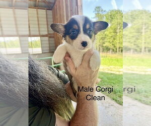 Mutt Dogs for adoption in Studio City, CA, USA