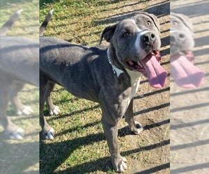 Mutt Dogs for adoption in Riverside, CA, USA