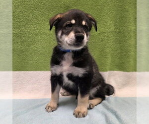 Siberian Husky Dogs for adoption in Long Beach, CA, USA