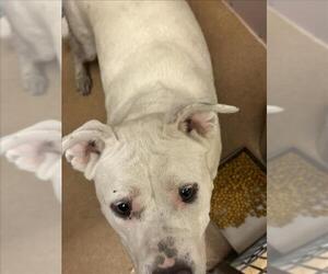 American Pit Bull Terrier-Unknown Mix Dogs for adoption in Martinez, CA, USA