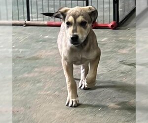 German Shepherd Dog Dogs for adoption in Spring, TX, USA