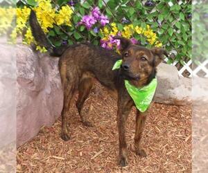 Dutch Shepherd -Unknown Mix Dogs for adoption in Oklahoma City, OK, USA