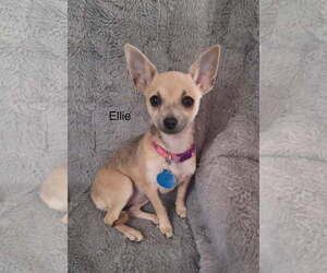 Chihuahua Dogs for adoption in Colorado Springs, CO, USA