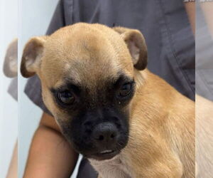 Pug-Unknown Mix Dogs for adoption in Chico, CA, USA