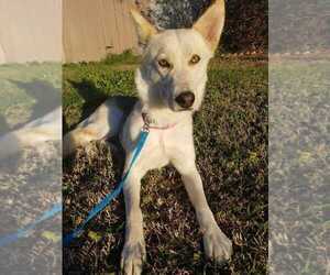 Alaskan Husky-Unknown Mix Dogs for adoption in Sylmar, CA, USA