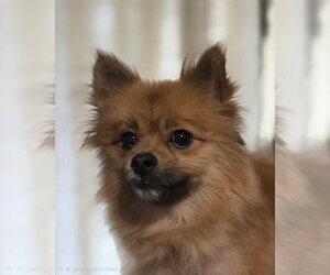 Pomeranian-Unknown Mix Dogs for adoption in Social Circle, GA, USA