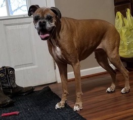 Boxer Dogs for adoption in Lockport, NY, USA