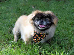 Pekingese Dogs for adoption in Westminster, MD, USA