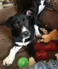 Labrador Retriever-Unknown Mix Dogs for adoption in Huntsville, AL, USA