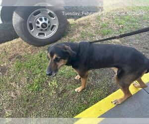 Black and Tan Coonhound-Doberman Pinscher Mix Dogs for adoption in Ocala, FL, USA