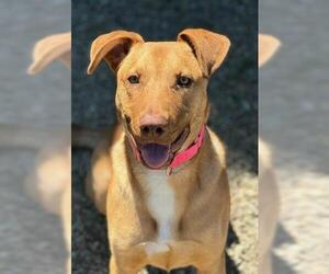 Shepradors Dogs for adoption in Canfield, OH, USA