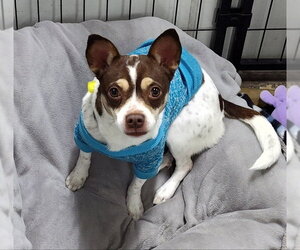 French Bullhuahua Dogs for adoption in Mukwonago, WI, USA