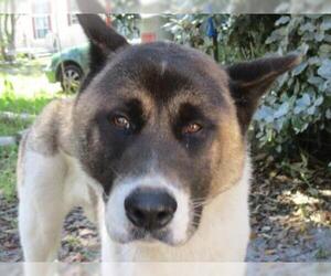 Akita Dogs for adoption in Inverness, FL, USA