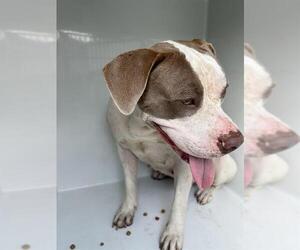 Mutt Dogs for adoption in Houston, TX, USA