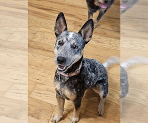 Mutt Dogs for adoption in Garden City, NY, USA