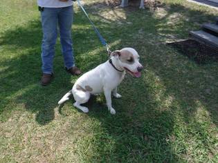 Mutt Dogs for adoption in Anthony, FL, USA