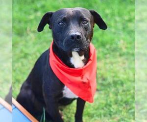 American Staffordshire Terrier-Unknown Mix Dogs for adoption in San Antonio, TX, USA