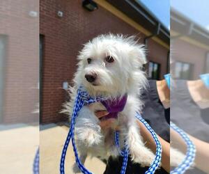 Malchi Dogs for adoption in Pawtucket, RI, USA