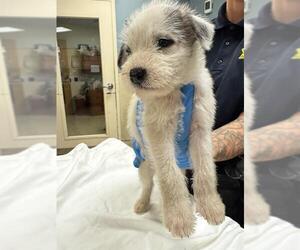 Siberian Husky-Unknown Mix Dogs for adoption in Riverside, CA, USA