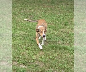 Mutt Dogs for adoption in Harrison, AR, USA