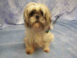 Shih Apso Dogs for adoption in Pittsburgh, PA, USA
