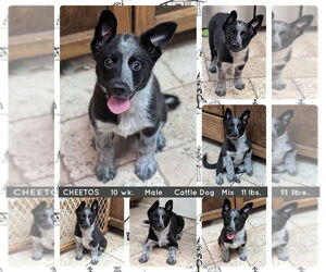 Mutt Dogs for adoption in Mesa, AZ, USA