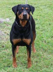 Rottweiler Dogs for adoption in Bandera, TX, USA
