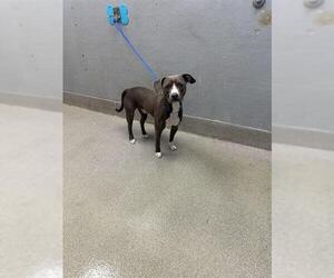 American Pit Bull Terrier-Unknown Mix Dogs for adoption in Las Vegas, NV, USA
