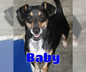 Dachshund Dogs for adoption in Lawrenceburg, KY, USA