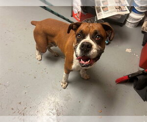 Boxer Dogs for adoption in Ocala, FL, USA