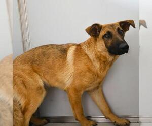 German Shepherd Dog-Unknown Mix Dogs for adoption in San Antonio, TX, USA