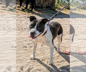 American Bulldog-Unknown Mix Dogs for adoption in Fresno, CA, USA