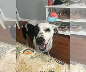 Mutt Dogs for adoption in Westwood, NJ, USA